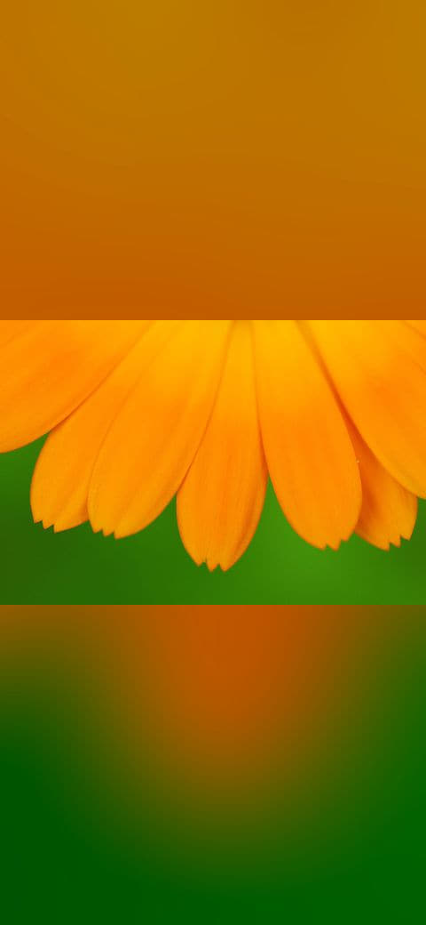 Fondo de pantalla Marigold Petals en tonos amber y amber, Full HD, formato 4:3 para móvil