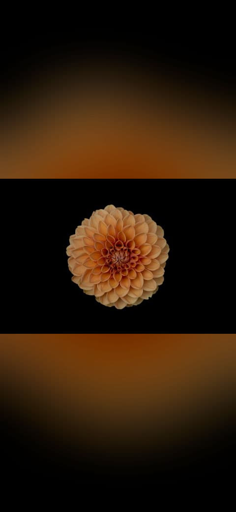 Minimal orange dahlia wallpaper in near-black and olive tones, Full HD, 4:3 format for phone