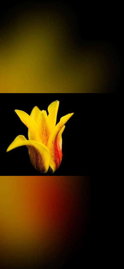 Minimal yellow tulip wallpaper in near-black and amber tones, Full HD, 4:3 format for phone