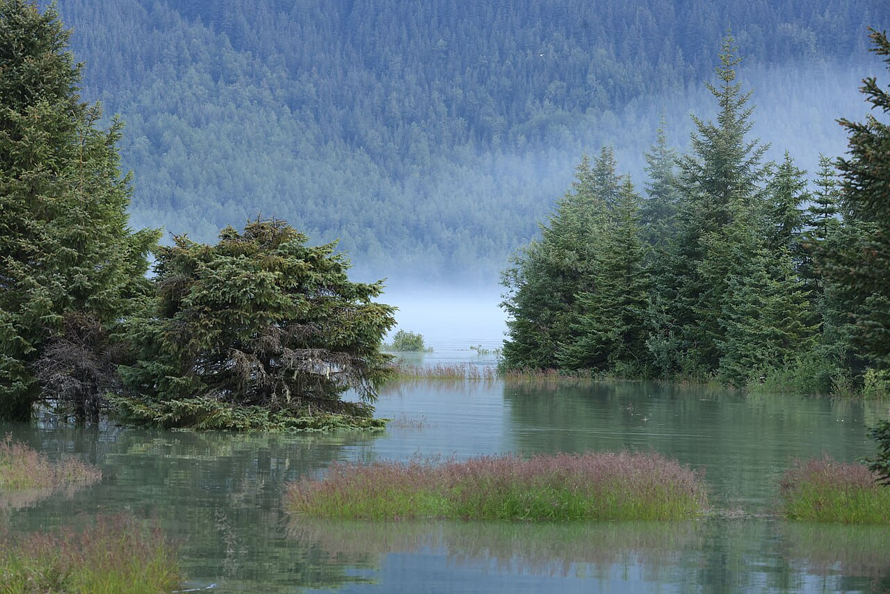 Fondo de pantalla Mists rise from Lake Mendenhall behind a flooded… en tonos slate y olive, Full HD, formato 4:3 para móvil