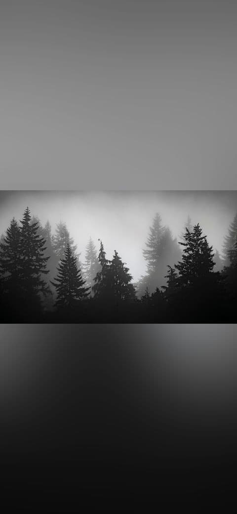 Misty forest 1 Whatcom County wallpaper in near-black and sage green tones, Full HD, 16:9 format for phone