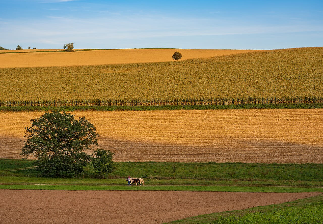 Neckargerach - Mittelberg - Westhang an Oktoberabend wallpaper in olive and olive tones, Full HD, 4:3 format for phone