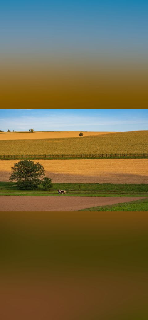 Neckargerach - Mittelberg - Westhang an Oktoberabend wallpaper in olive and olive tones, Full HD, 4:3 format for phone