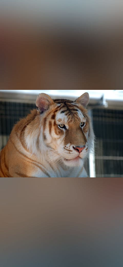 Fondo de pantalla Orange bengal tiger at Cougar Mountain Zoological 2 en tonos casi negro y oliva, Full HD, formato 4:3 para móvil