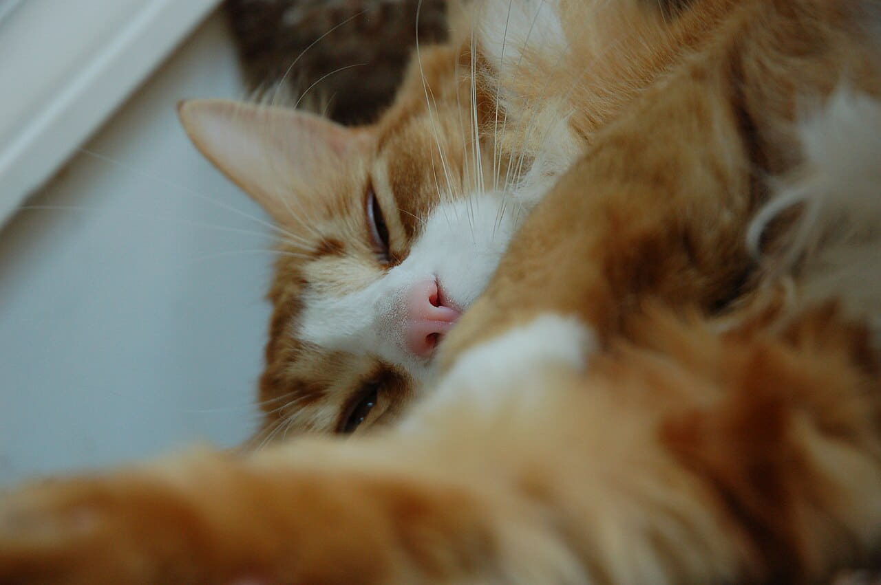 Orange tabby cat closeup wallpaper in sage green and charcoal tones, Full HD, 4:3 format for phone