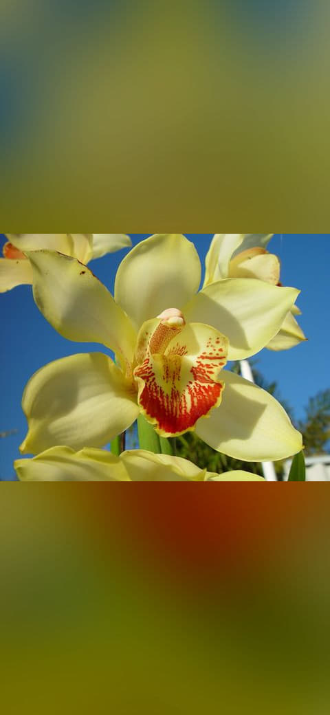 Fondo de pantalla Orchid flower petals macro en tonos sage green y sage green, Full HD, formato 4:3 para móvil