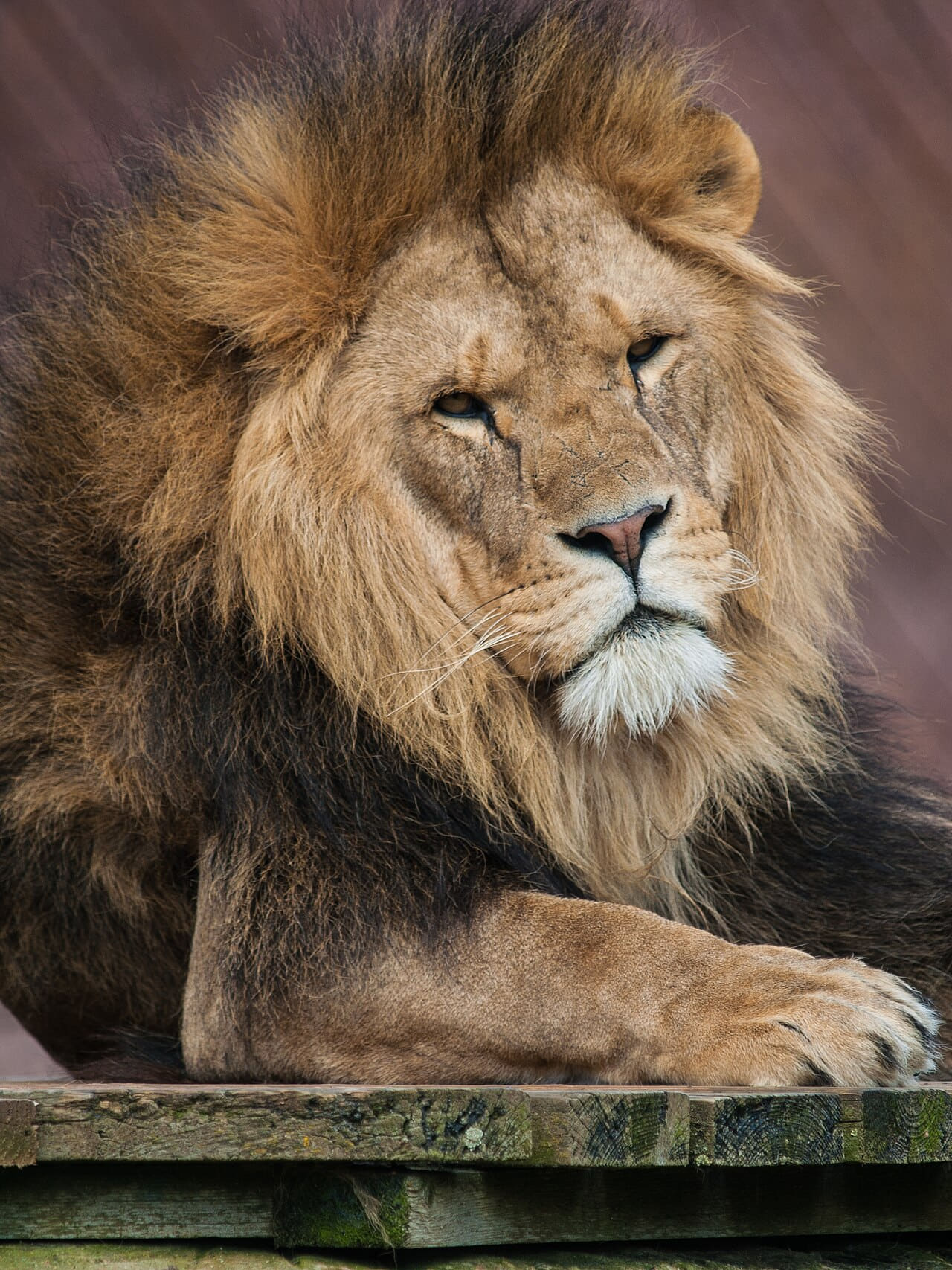 Fondo de pantalla Panthera leo Colchester Zoo en tonos charcoal y near-black, Full HD, formato 3:4 para móvil