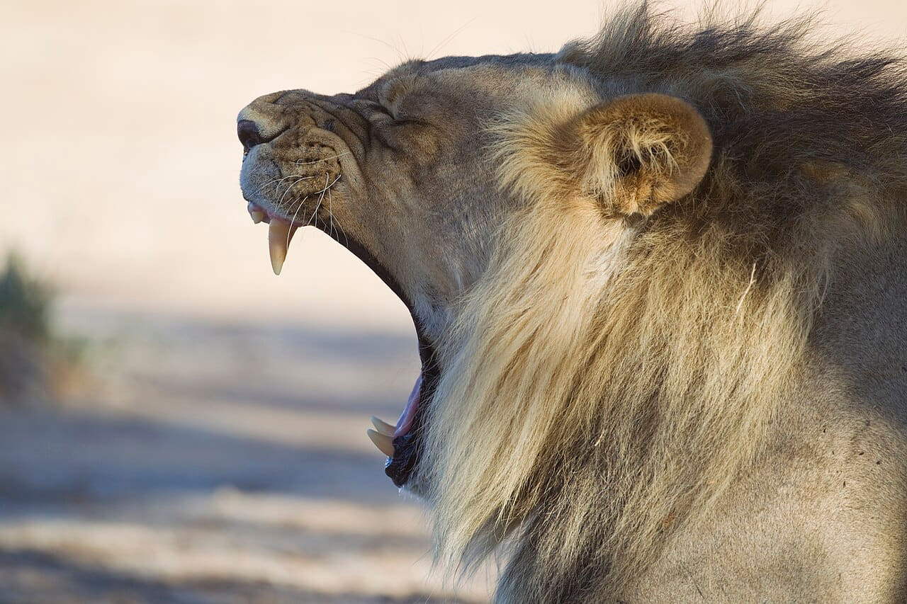 Fondo de pantalla Panthera leo yawn en tonos cream y sage green, Full HD, formato 4:3 para móvil