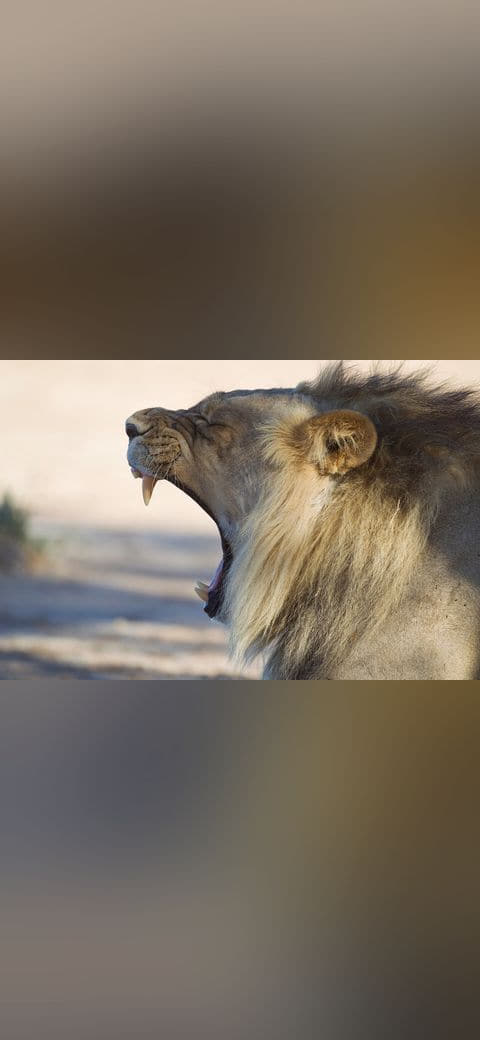 Fondo de pantalla Panthera leo yawn en tonos cream y sage green, Full HD, formato 4:3 para móvil