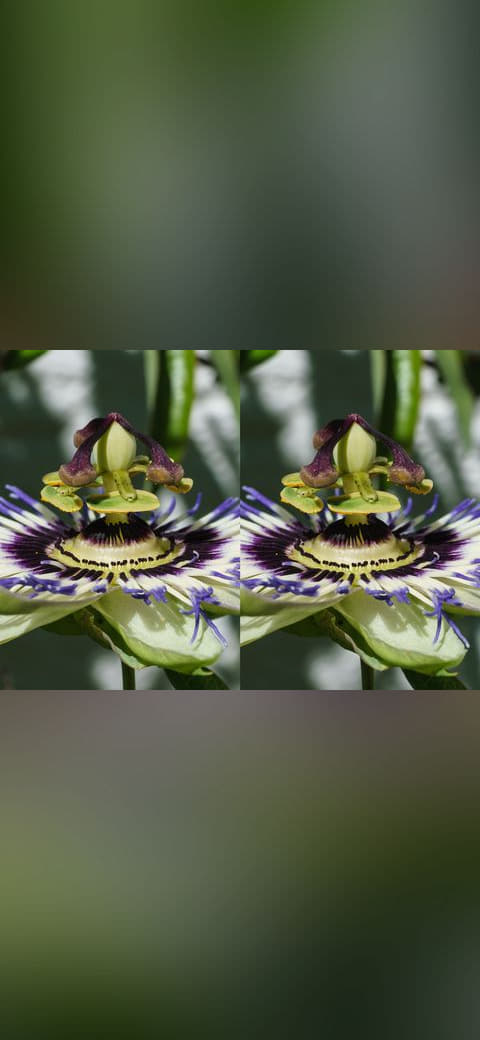 Fondo de pantalla Passiflora caerulea STEREO side view of central… en tonos charcoal y charcoal, Full HD, formato 4:3 para móvil