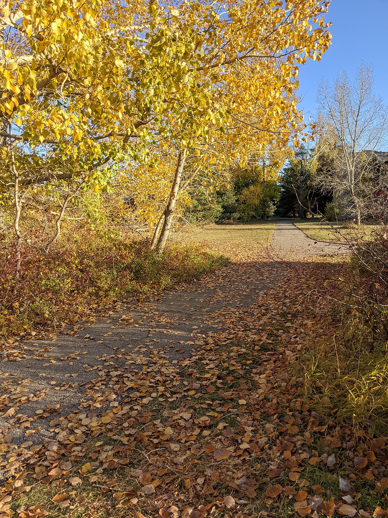 Fondo de pantalla Path Covered with Autumn Leaves en tonos carbón y oliva, Full HD, formato 3:4 para PC