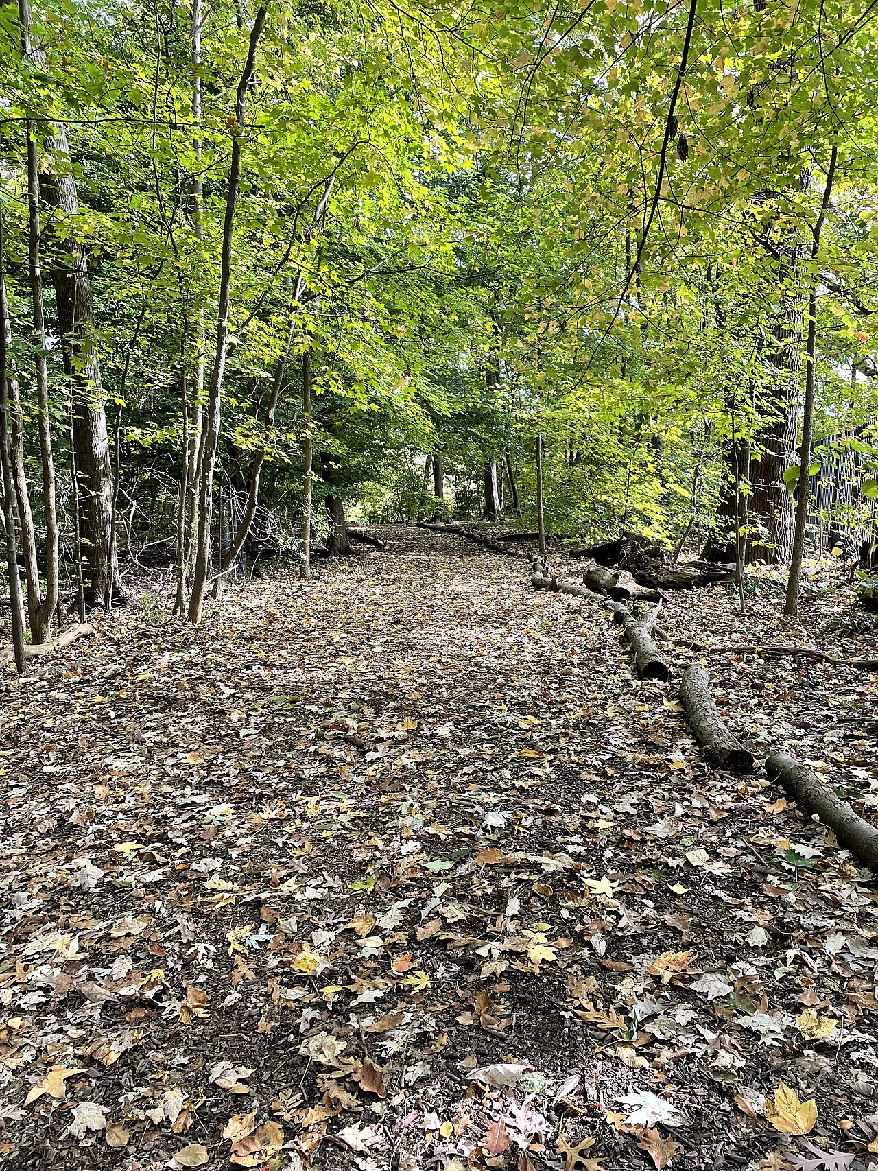 Fondo de pantalla Path of autumn leaves en tonos oliva y oliva, Full HD, formato 3:4 para PC