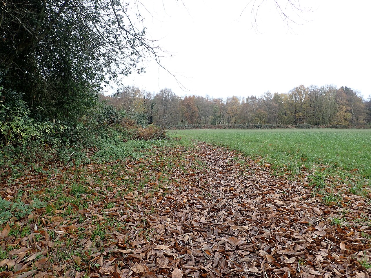 Fondo de pantalla Path through the autumn leaves - 6684015 en tonos crema y oliva, Full HD, formato 4:3 para PC