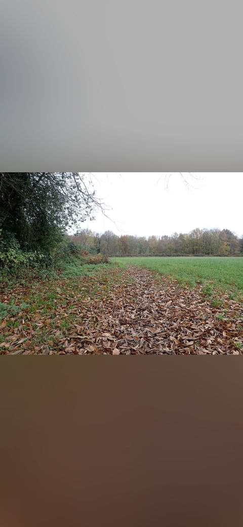 Fondo de pantalla Path through the autumn leaves - 6684015 en tonos crema y oliva, Full HD, formato 4:3 para PC