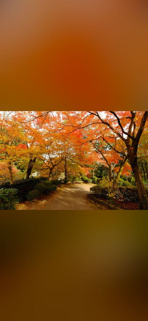 Fondo de pantalla Path Under Autumn Leaves en tonos casi negro y carbón, Full HD, formato 4:3 para PC