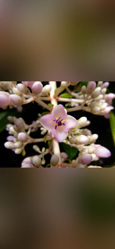 Fondo de pantalla Pink flower macro en tonos near-black y olive, Full HD, formato 4:3 para móvil