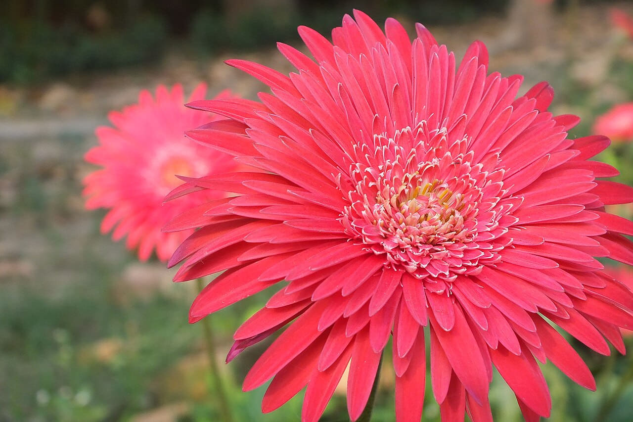 Fondo de pantalla Pink Gerberas en tonos rosa y rosa, Full HD, formato 4:3 para móvil