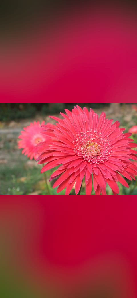Fondo de pantalla Pink Gerberas en tonos rosa y rosa, Full HD, formato 4:3 para móvil