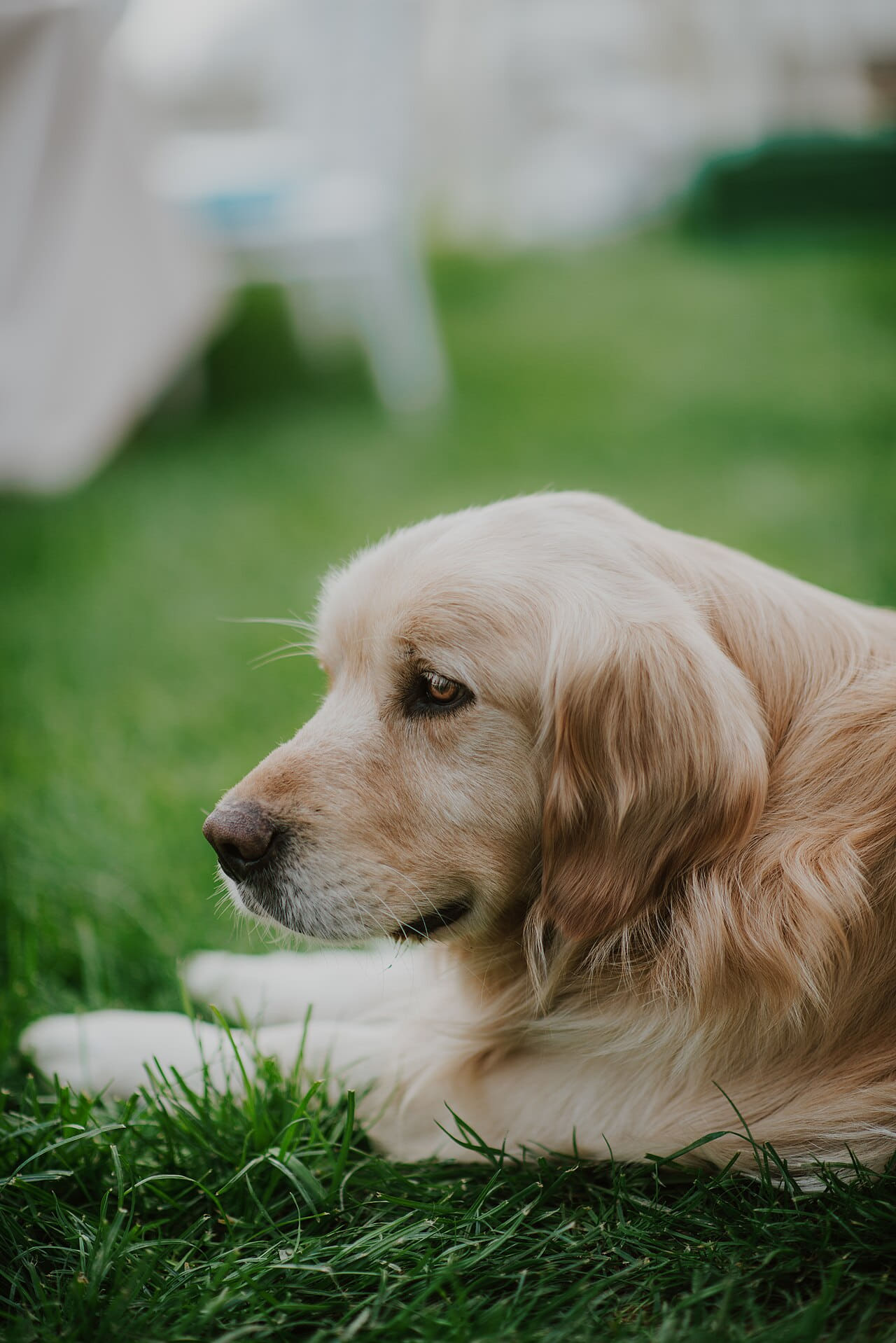 Fondo de pantalla Portrait of a golden retriever on the grass en tonos olive y sage green, Full HD, formato 3:4 para móvil