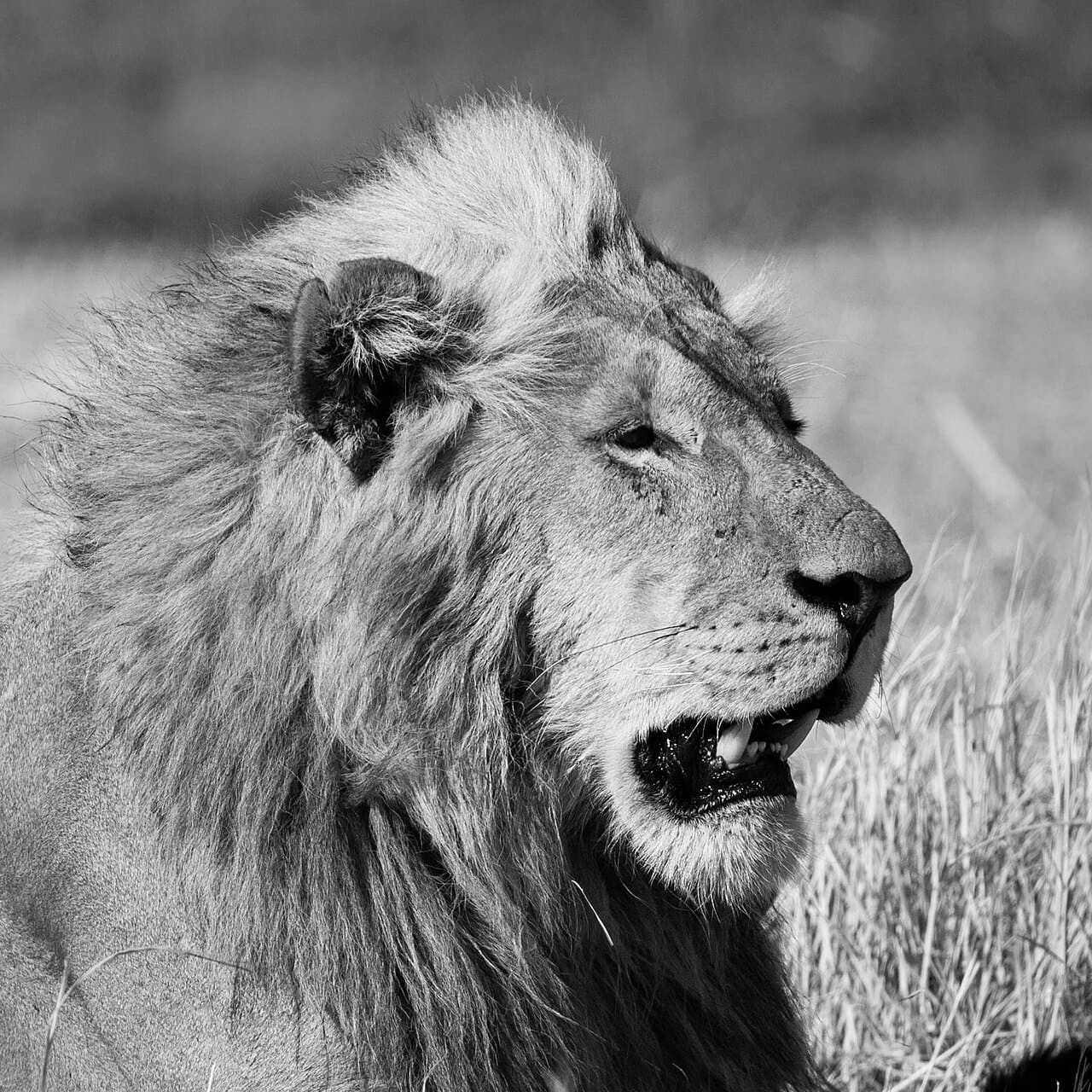 Fondo de pantalla Portrait Of A Lion en tonos sage green y olive, Full HD, formato 1:1 para móvil
