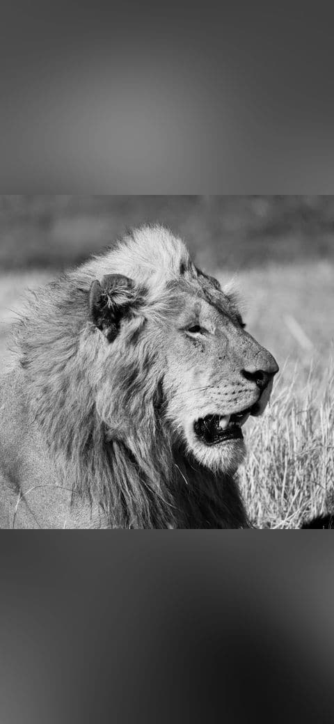 Fondo de pantalla Portrait Of A Lion en tonos sage green y olive, Full HD, formato 1:1 para móvil