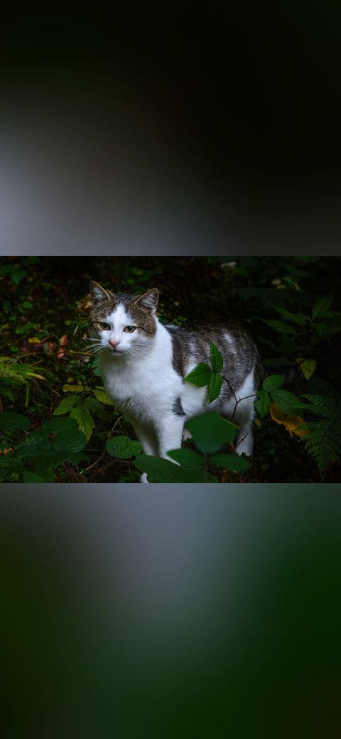 Portrait of a nice gray and white cat wallpaper in near-black and near-black tones, Full HD, 4:3 format for phone