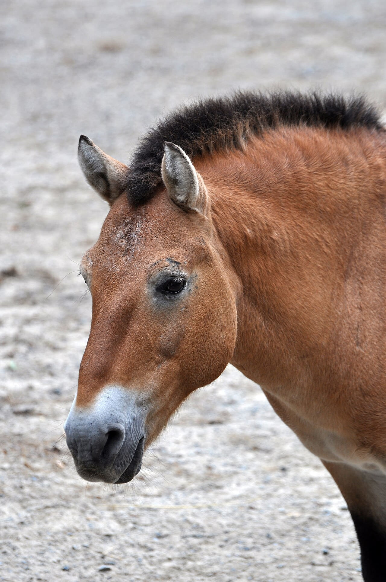 Fondo de pantalla Portrait of Przewalski's Horse en tonos sand y lavender, Full HD, formato 3:4 para móvil