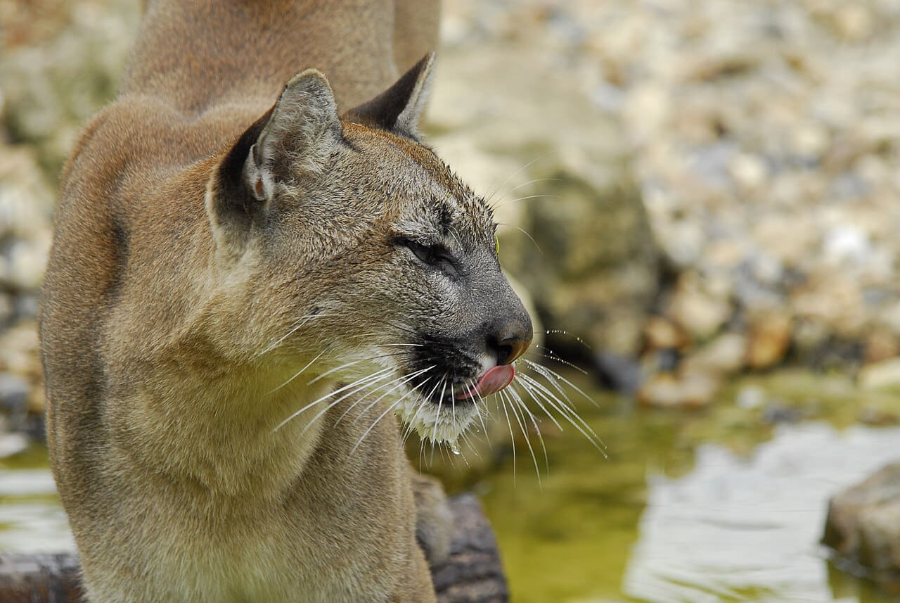 Puma, licking her lips wallpaper in olive and sand tones, Full HD, 4:3 format for phone