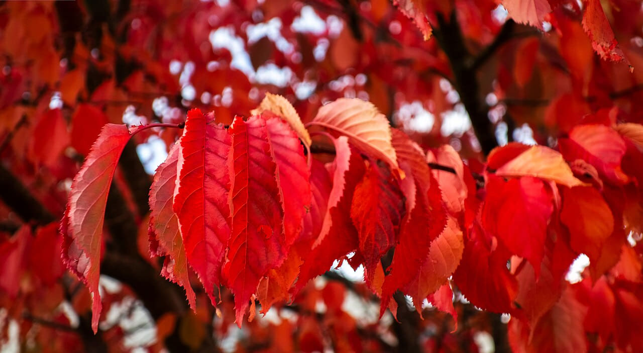 Fondo de pantalla Red cherry leaves in autumn in Tuntorp 2 en tonos carmesí y índigo, Full HD, formato 16:9 para PC