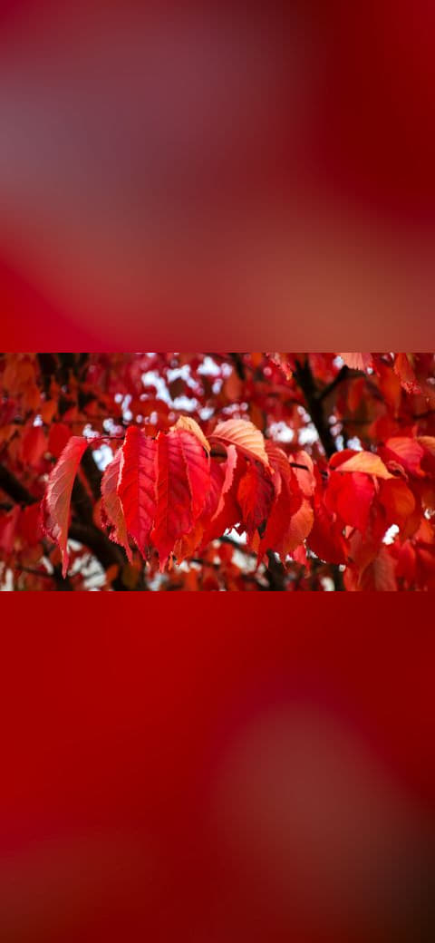 Fondo de pantalla Red cherry leaves in autumn in Tuntorp 2 en tonos carmesí y índigo, Full HD, formato 16:9 para PC