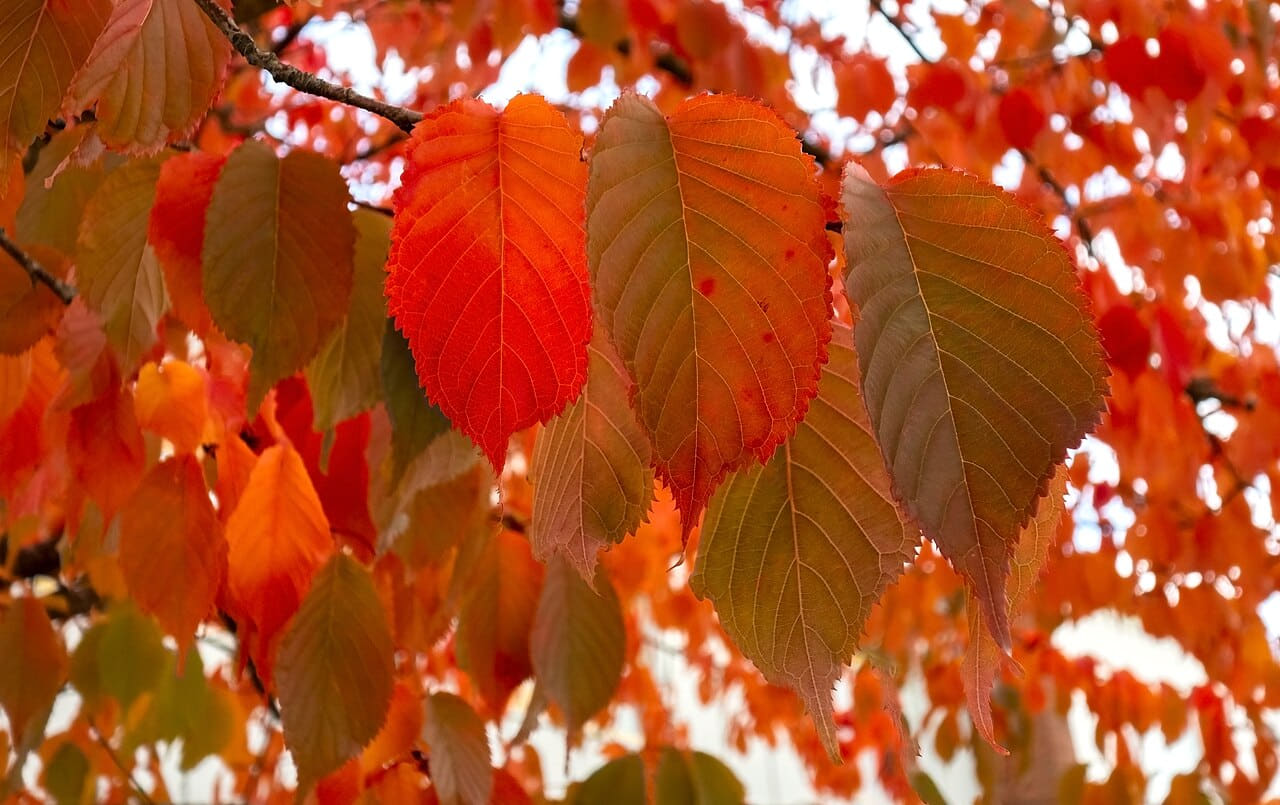 Fondo de pantalla Red cherry leaves in autumn in Tuntorp 7 en tonos óxido y óxido, Full HD, formato 16:9 para PC