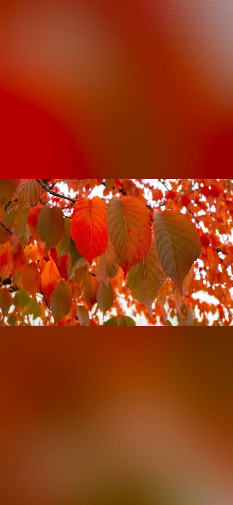 Fondo de pantalla Red cherry leaves in autumn in Tuntorp 7 en tonos óxido y óxido, Full HD, formato 16:9 para PC
