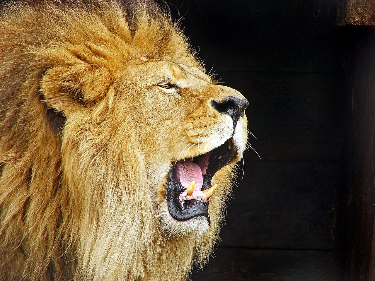 Fondo de pantalla Roaring Lion Travis Jervey en tonos near-black y near-black, Full HD, formato 4:3 para móvil