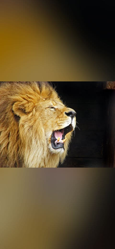 Fondo de pantalla Roaring Lion Travis Jervey en tonos near-black y near-black, Full HD, formato 4:3 para móvil