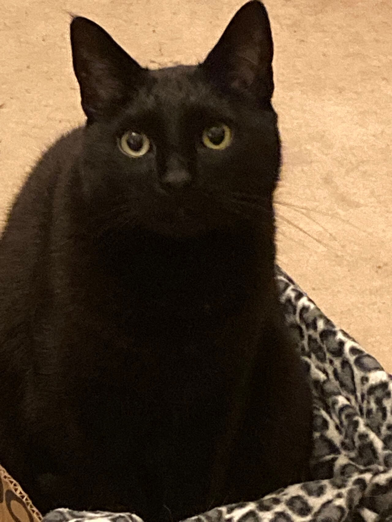 Fondo de pantalla Rorb lalorb's cat mordecai en tonos casi negro y casi negro, Full HD, formato 3:4 para móvil