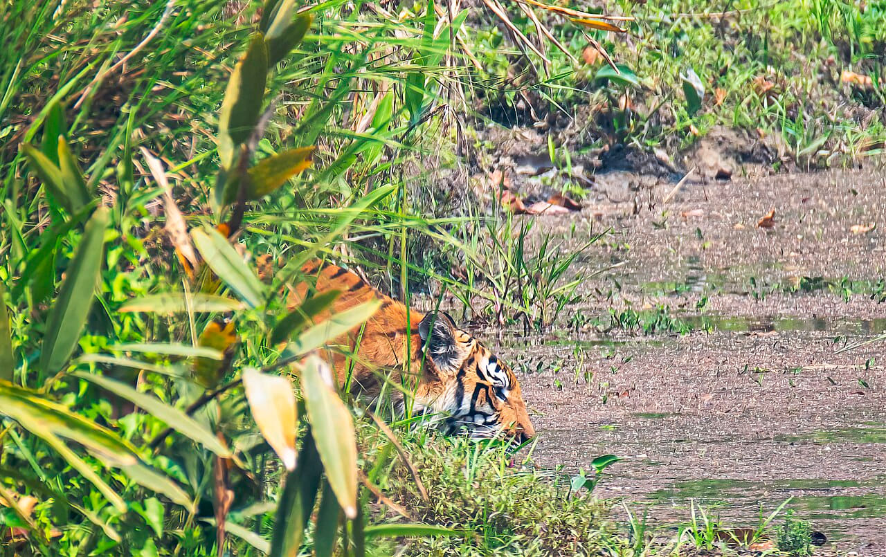 Fondo de pantalla Royal Bengal Tiger drinking water copy en tonos arena y verde salvia, Full HD, formato 16:9 para móvil