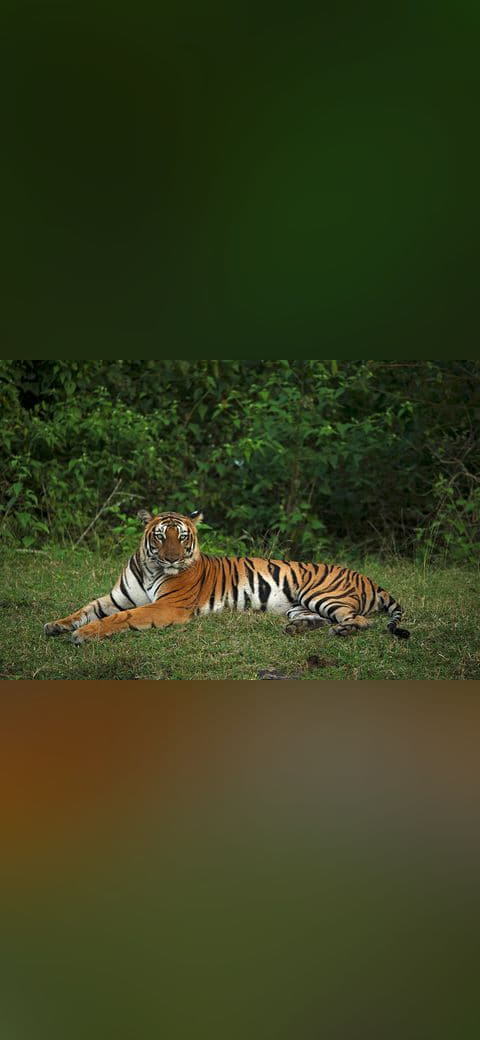 Fondo de pantalla Royal Bengal Tiger Kabini en tonos carbón y verde oscuro, Full HD, formato 4:3 para móvil