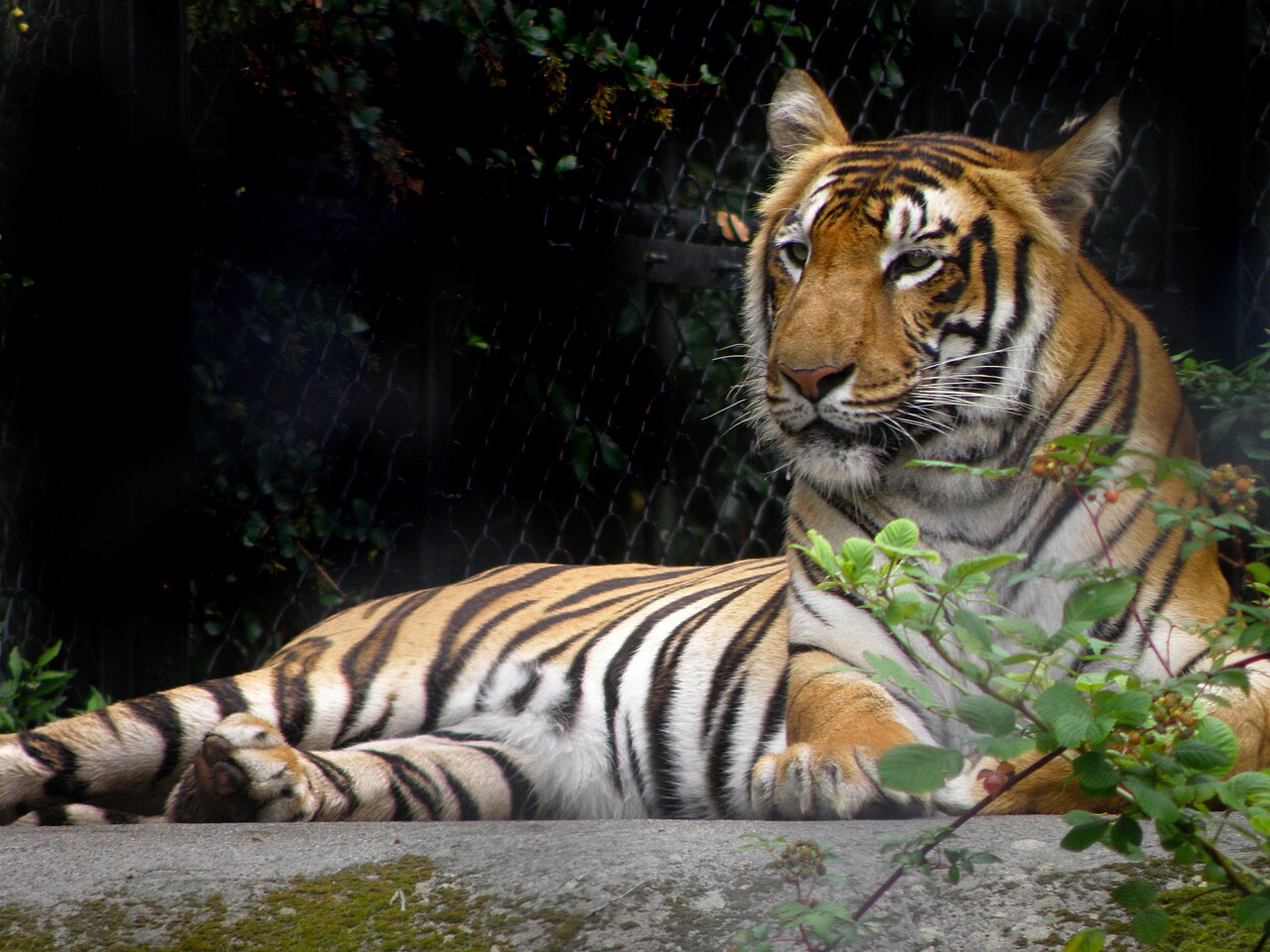 Fondo de pantalla Royal Bengal Tigress en tonos casi negro y casi negro, Full HD, formato 4:3 para móvil
