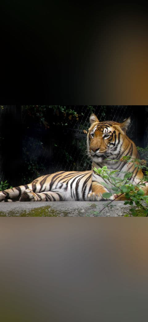 Fondo de pantalla Royal Bengal Tigress en tonos casi negro y casi negro, Full HD, formato 4:3 para móvil