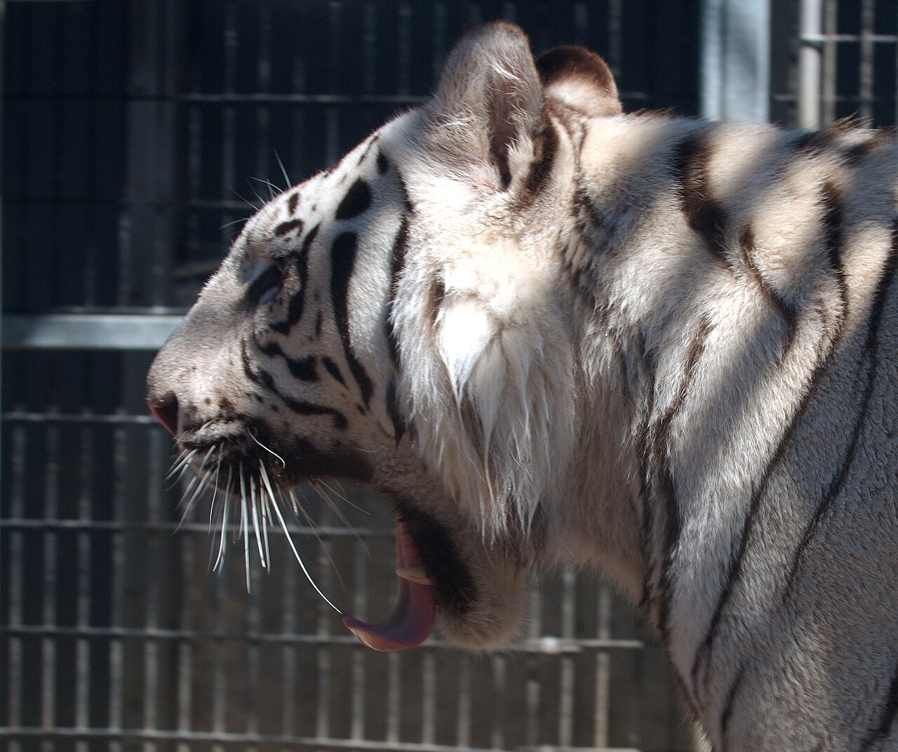 Fondo de pantalla Royal White Bengal Tiger with mouth open at Cougar… en tonos carbón y casi negro, Full HD, formato 4:3 para móvil