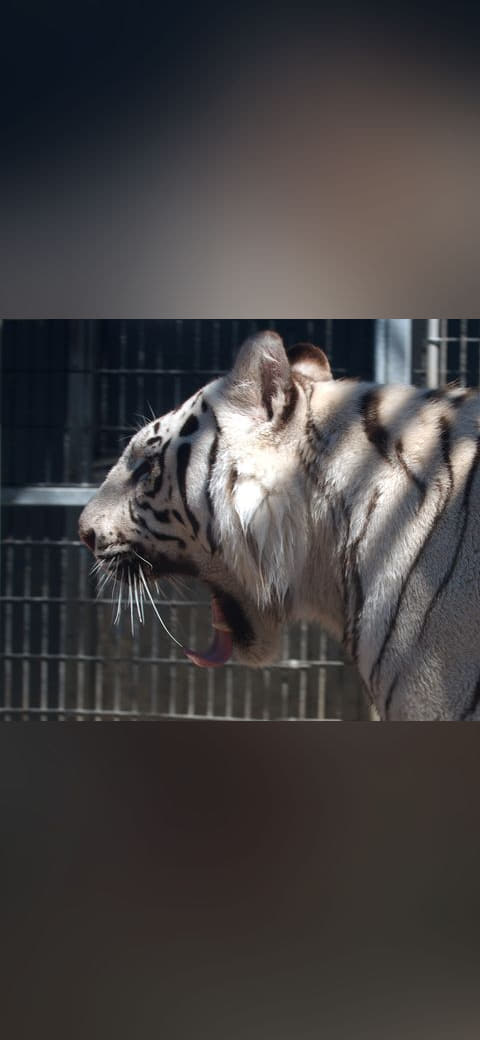 Fondo de pantalla Royal White Bengal Tiger with mouth open at Cougar… en tonos carbón y casi negro, Full HD, formato 4:3 para móvil