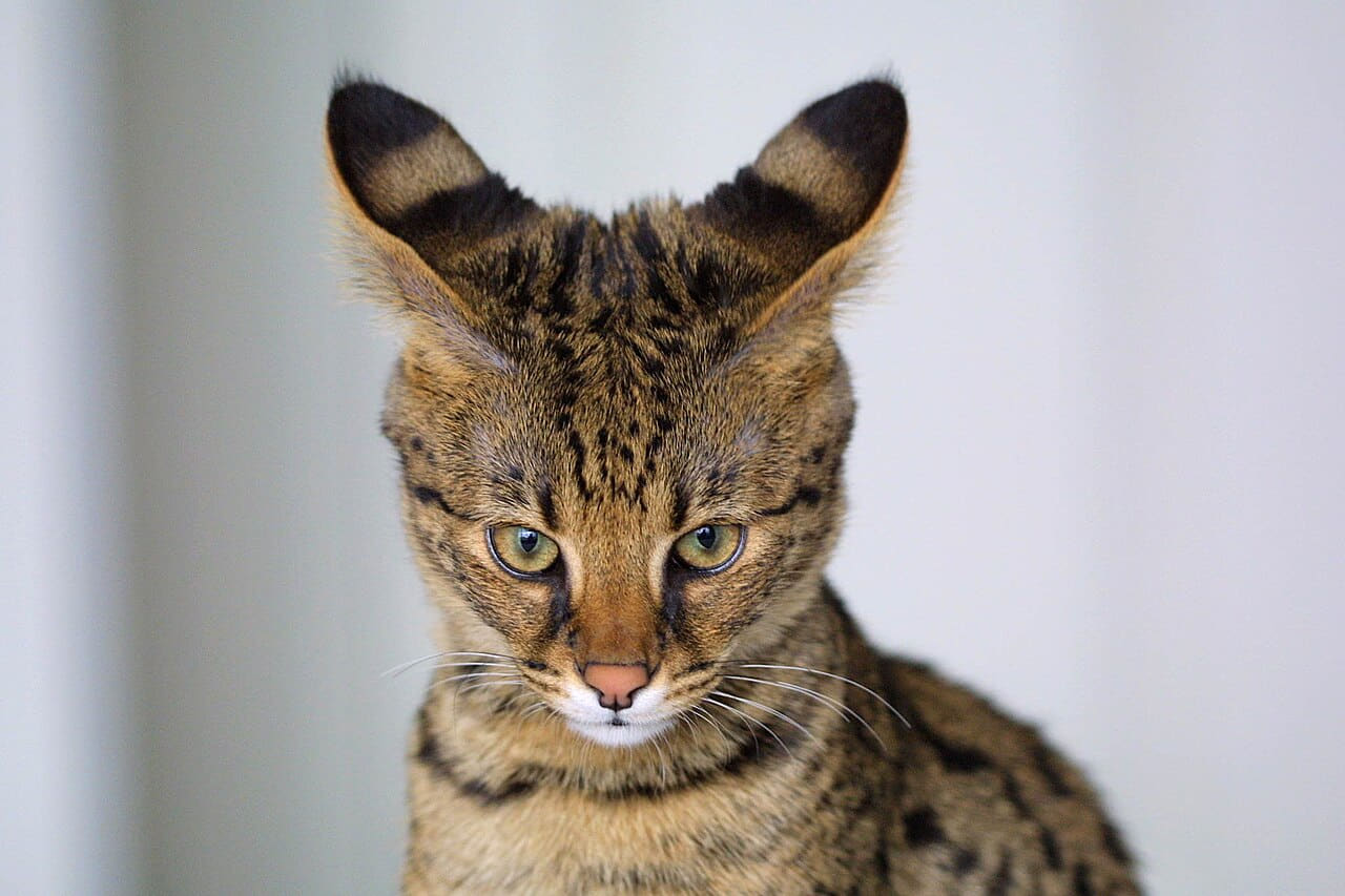 Savannah Cat closeup wallpaper in lavender and sage green tones, Full HD, 4:3 format for phone