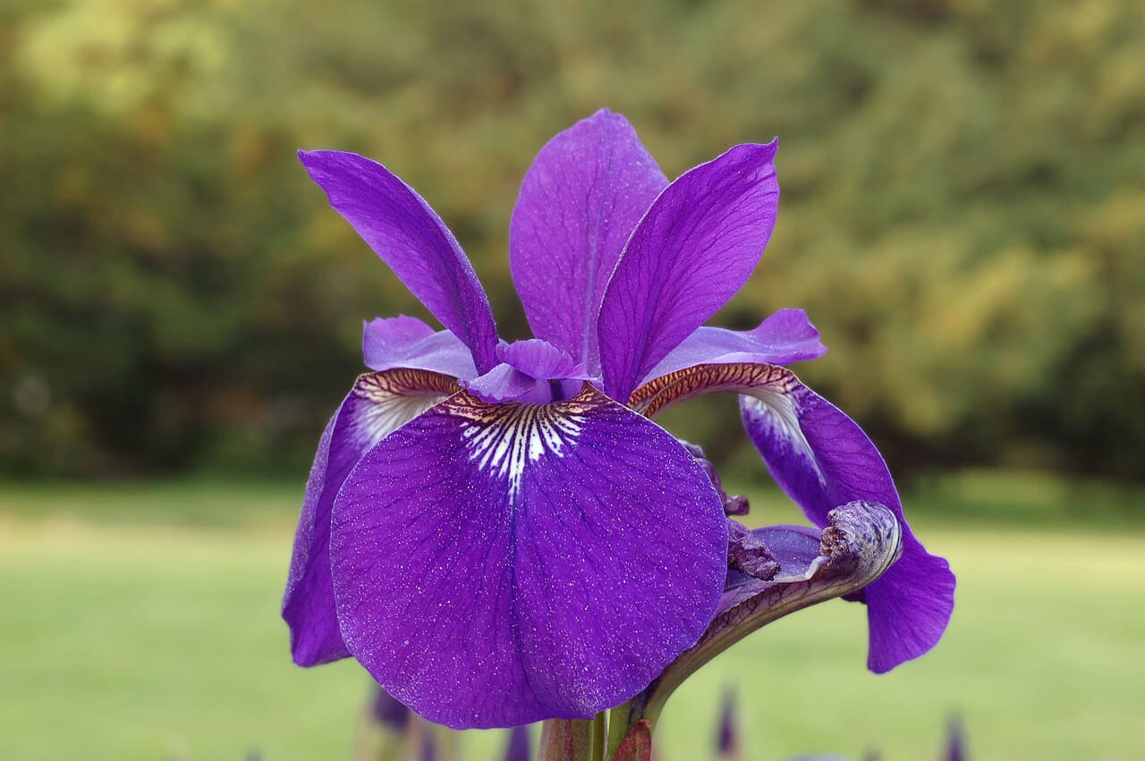Siberian Iris Iris sibirica Flower Petal Closeup… wallpaper in olive and olive tones, Full HD, 4:3 format for phone