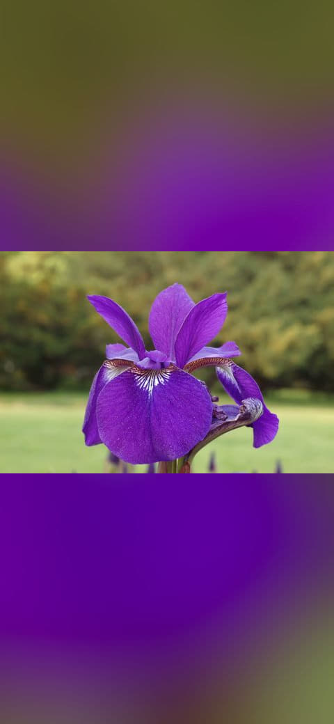 Fondo de pantalla Siberian Iris Iris sibirica Flower Petal Closeup… en tonos olive y olive, Full HD, formato 4:3 para móvil