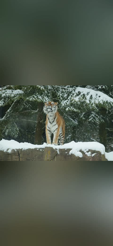 Fondo de pantalla Siberian Tiger enjoying snow 68 en tonos carbón y carbón, Full HD, formato 4:3 para móvil