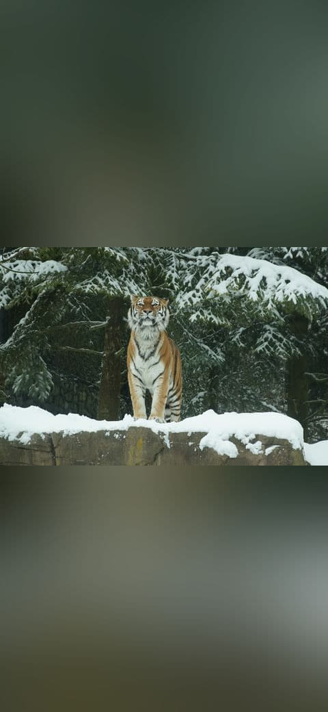 Fondo de pantalla Siberian Tiger enjoying snow 69 en tonos carbón y carbón, Full HD, formato 4:3 para móvil