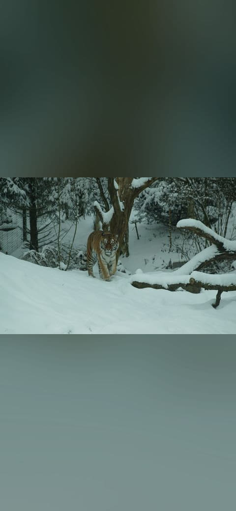 Fondo de pantalla Siberian Tiger enjoying snow 73 en tonos verde salvia y menta, Full HD, formato 4:3 para móvil
