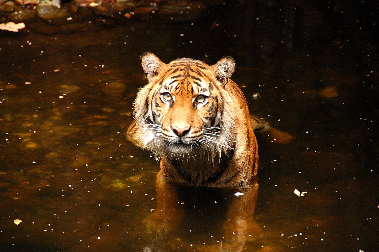 Fondo de pantalla Sumatran tiger in water at Melbourne Zoo en tonos carbón y casi negro, Full HD, formato 4:3 para móvil