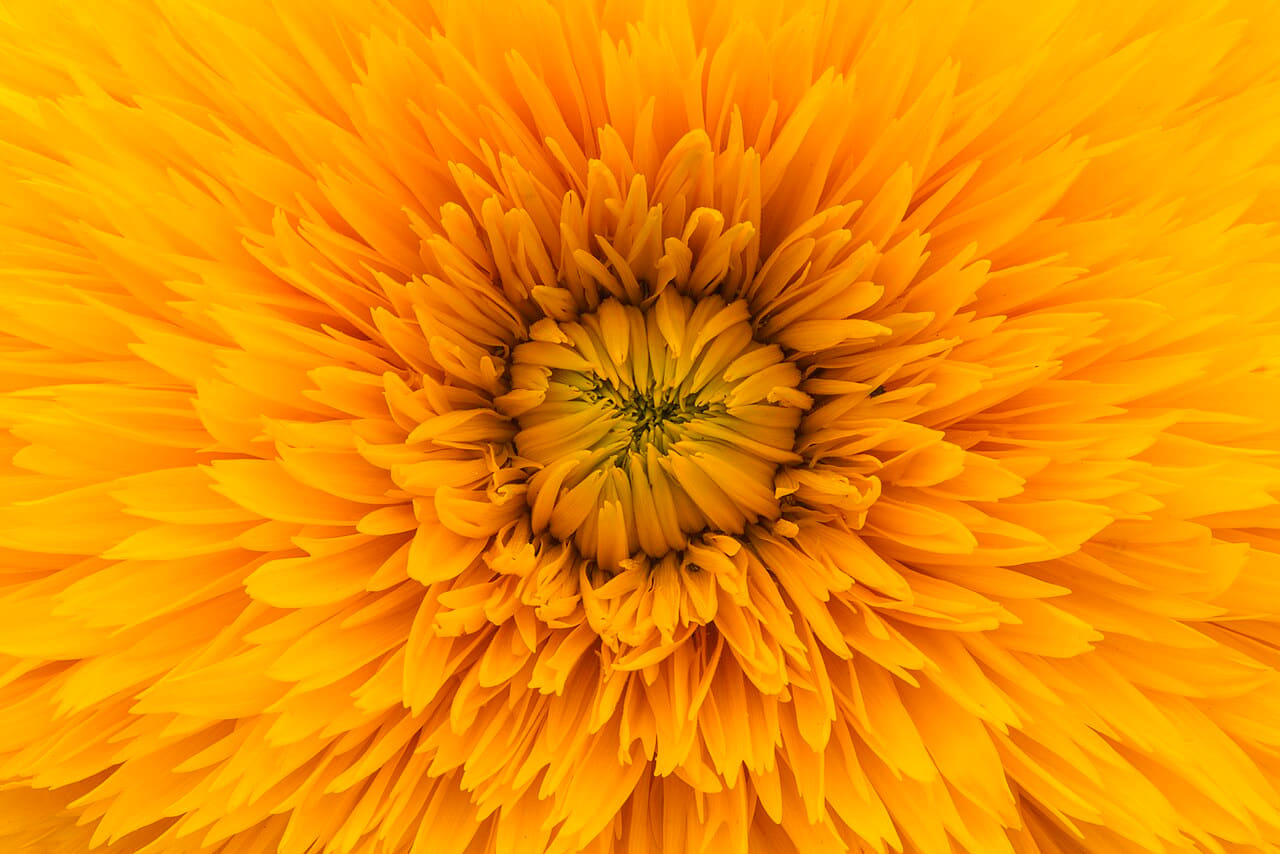 Sunshine flower in macro wallpaper in amber and burnt orange tones, Full HD, 4:3 format for phone