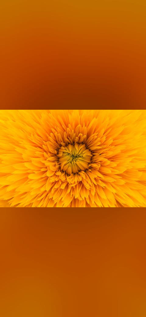 Fondo de pantalla Sunshine flower in macro en tonos amber y burnt orange, Full HD, formato 4:3 para móvil